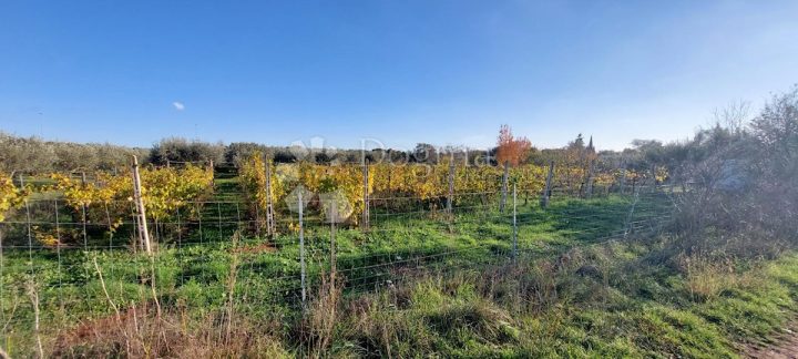 Parcela Naprodaj - Istarska Pula - foto 4/5