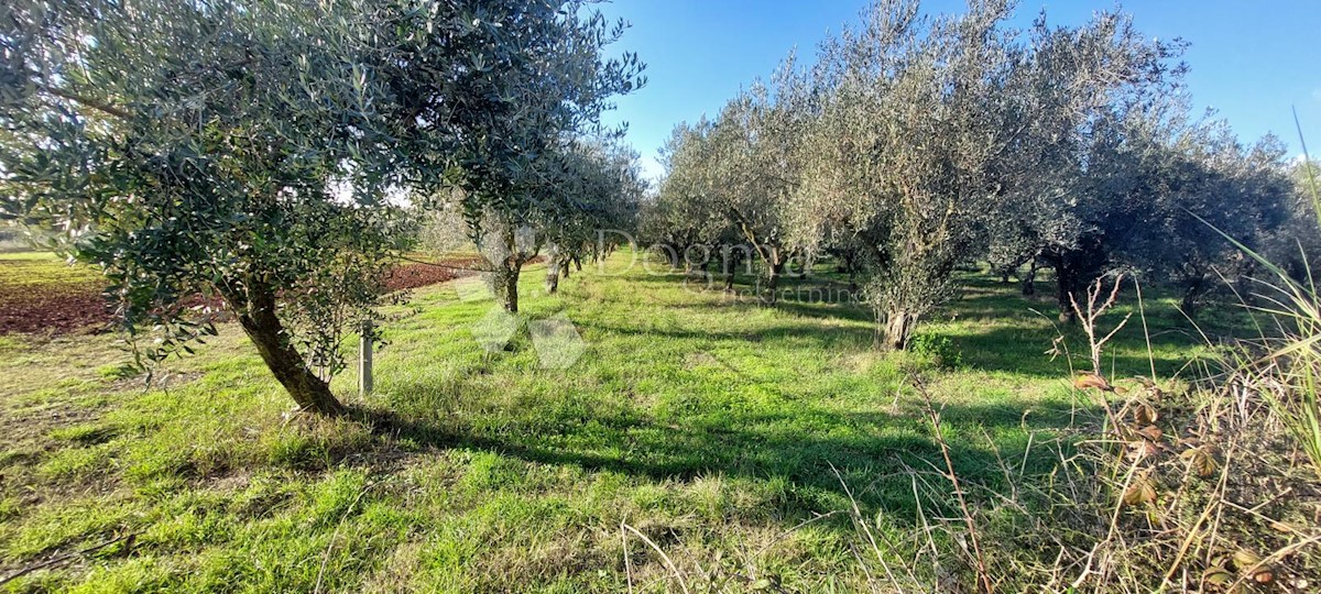 Terreno In vendita - ISTARSKA  PULA 