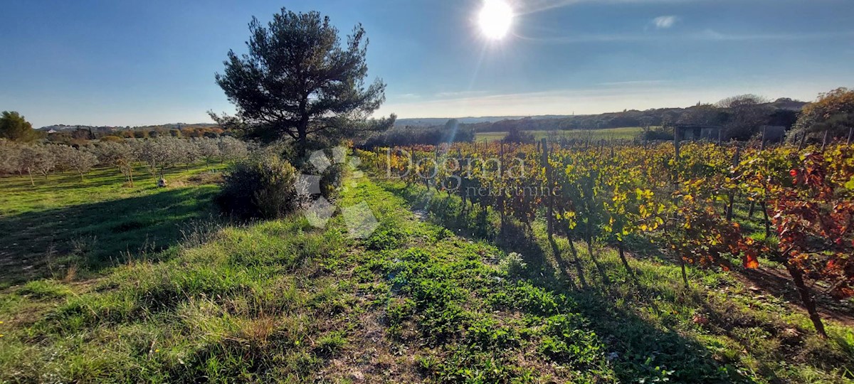 Pozemek Na prodej - Istarska Pula - foto 1/5