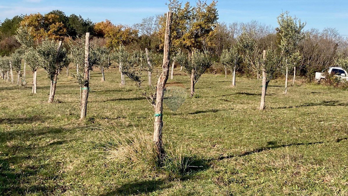 Pozemek Na prodej - ISTARSKA  BUJE 