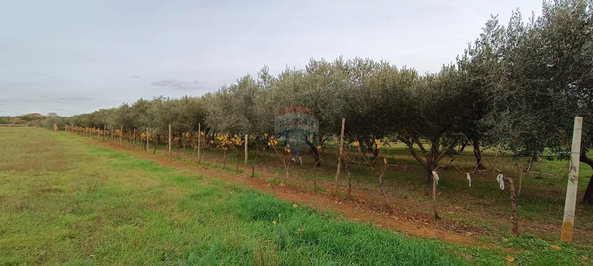 Land For sale - ISTARSKA  PULA 