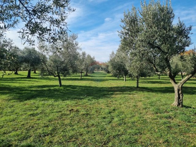 Zemljište na prodaju 7208 m² – Muntić