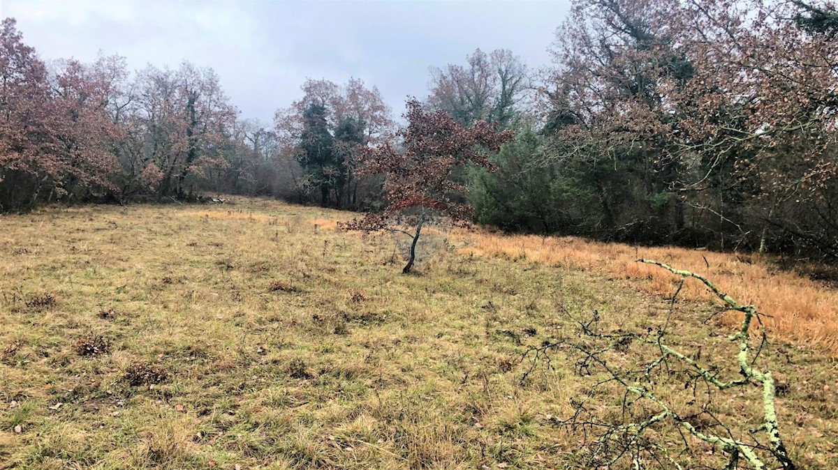 Land For sale - ISTARSKA  GROŽNJAN 