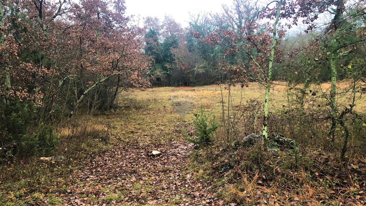 Land For sale - ISTARSKA  GROŽNJAN 