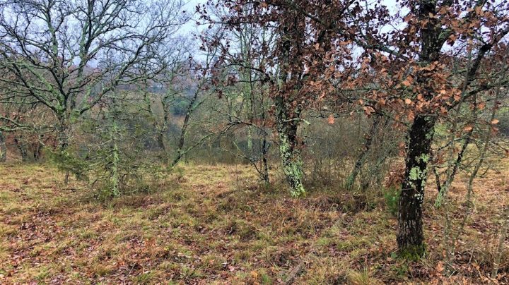 Grundstück Zu verkaufen - Istarska Grožnjan - foto 2/7