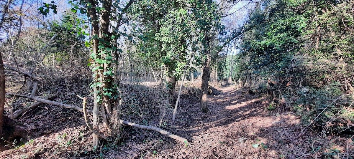 Terreno In vendita - ISTARSKA  BUJE 