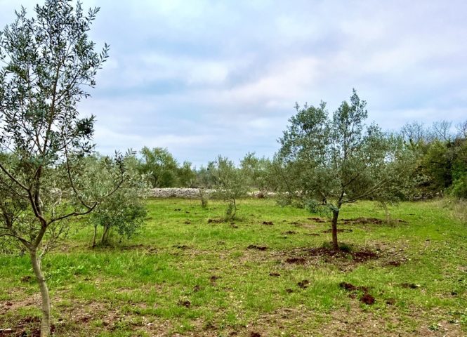 Parcela na predaj 6710 m² – Fažana