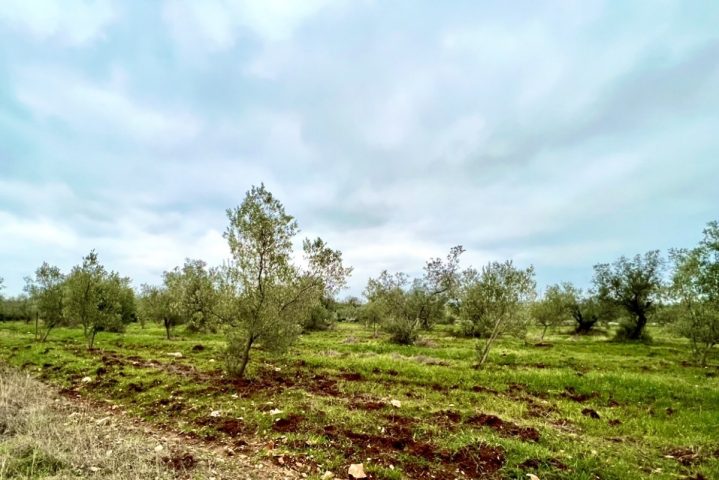 Terreno In vendita - Istarska Fažana - foto 2/7