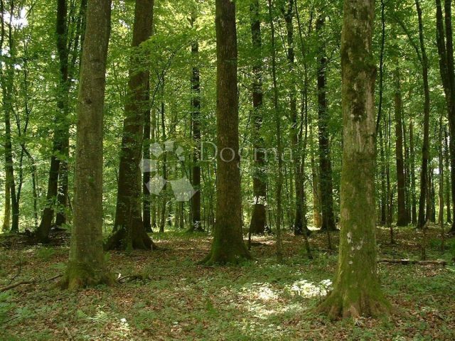 Parcela na predaj 13812 m² – Žbandaj
