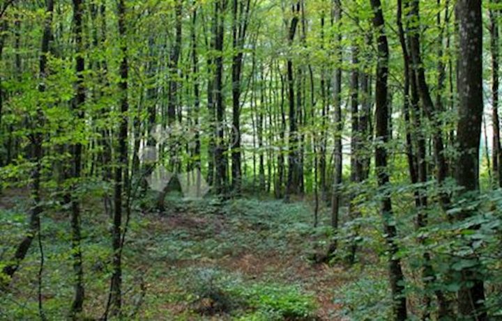 Parcela na predaj 6904 m² – Žbandaj