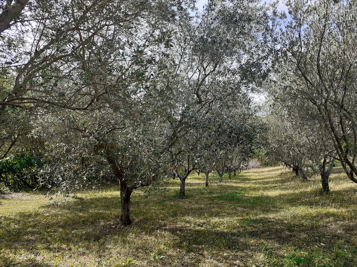 Land For sale - ISTARSKA VIŽINADA