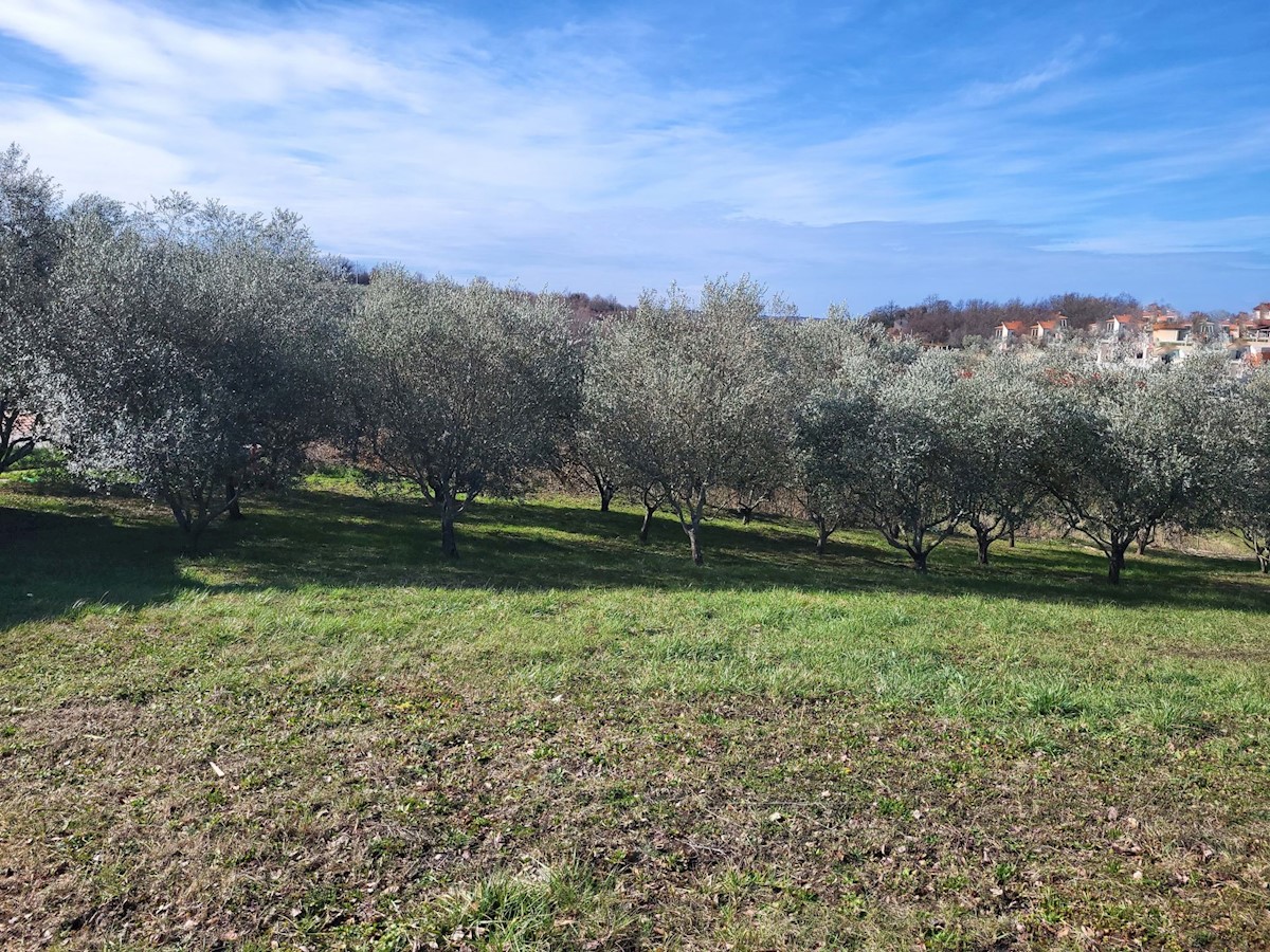 Land For sale - ISTARSKA VIŽINADA