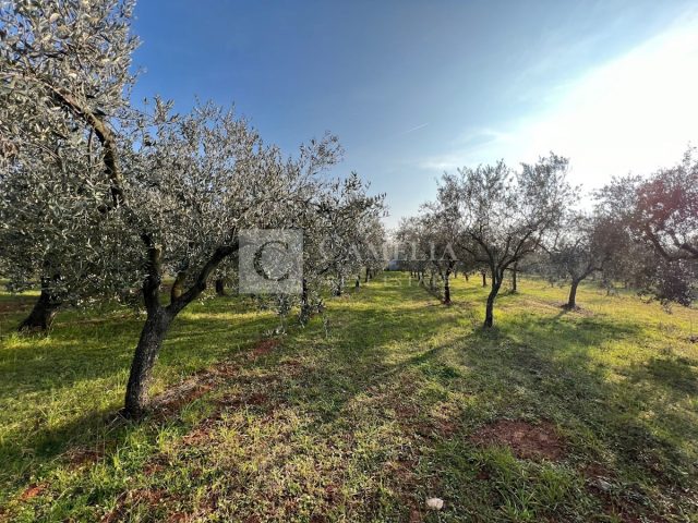 Grundstück zu verkaufen 5000 m² – Novigrad