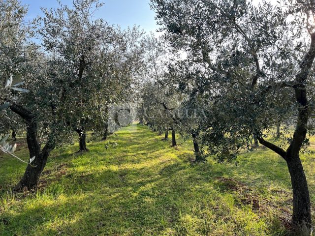 Grundstück Zu verkaufen - Istarska Novigrad - foto 5/11
