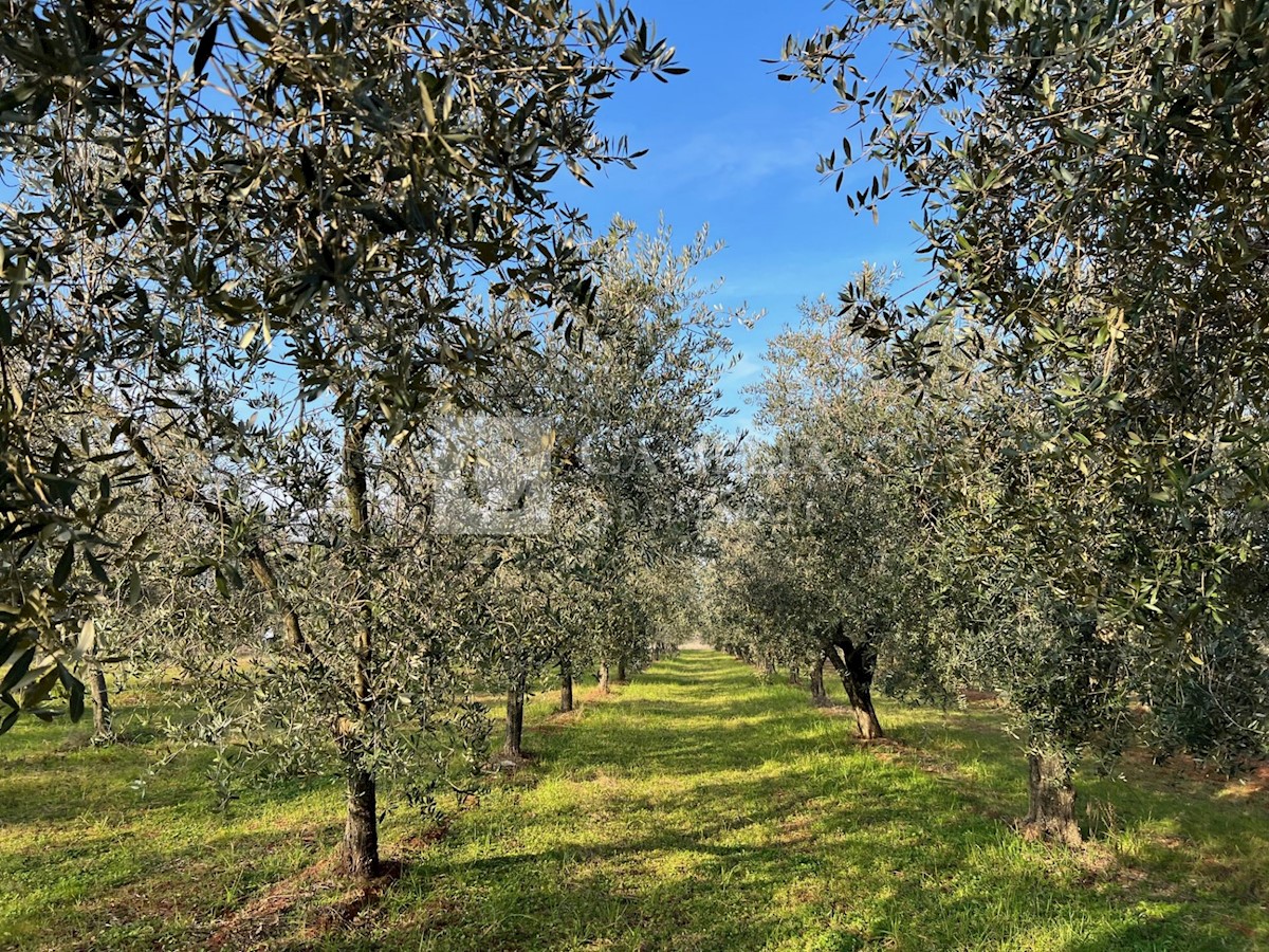 Zemljište Na prodaju - ISTARSKA NOVIGRAD