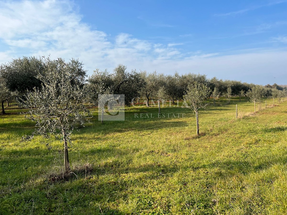 Parcela Naprodaj - ISTARSKA Novigrad