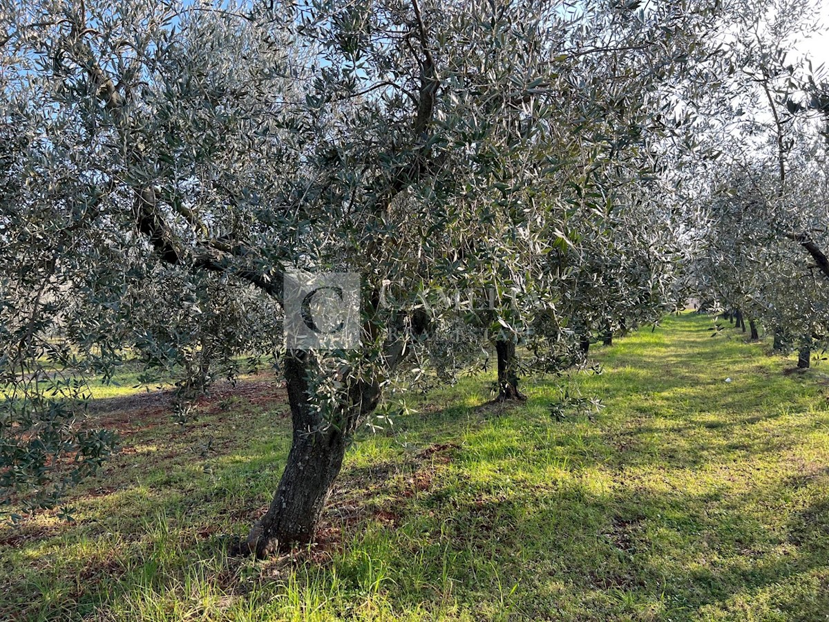 Zemljište Na prodaju - ISTARSKA NOVIGRAD