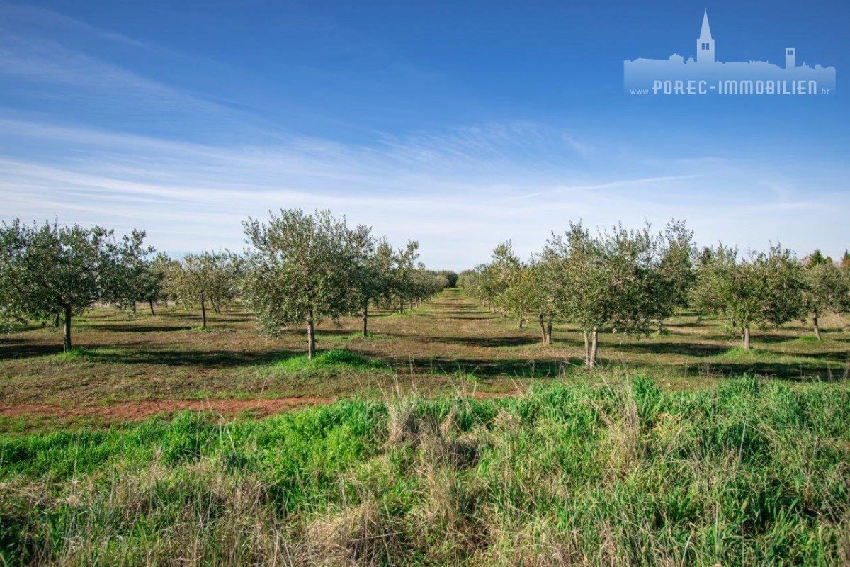 Pozemek Na prodej - ISTARSKA POREČ