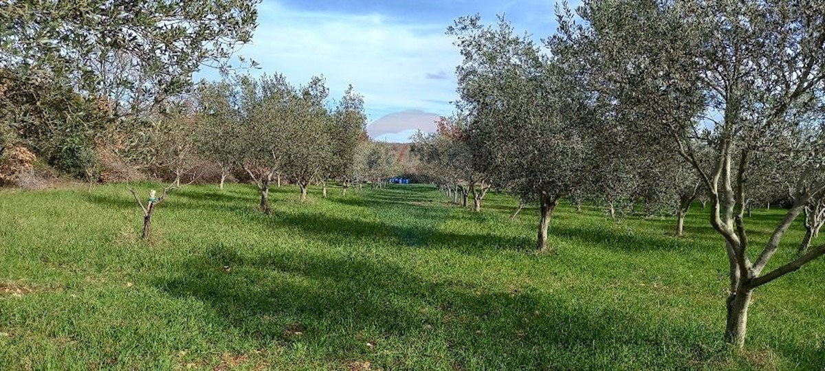 Terrain À vendre - ISTARSKA VODNJAN