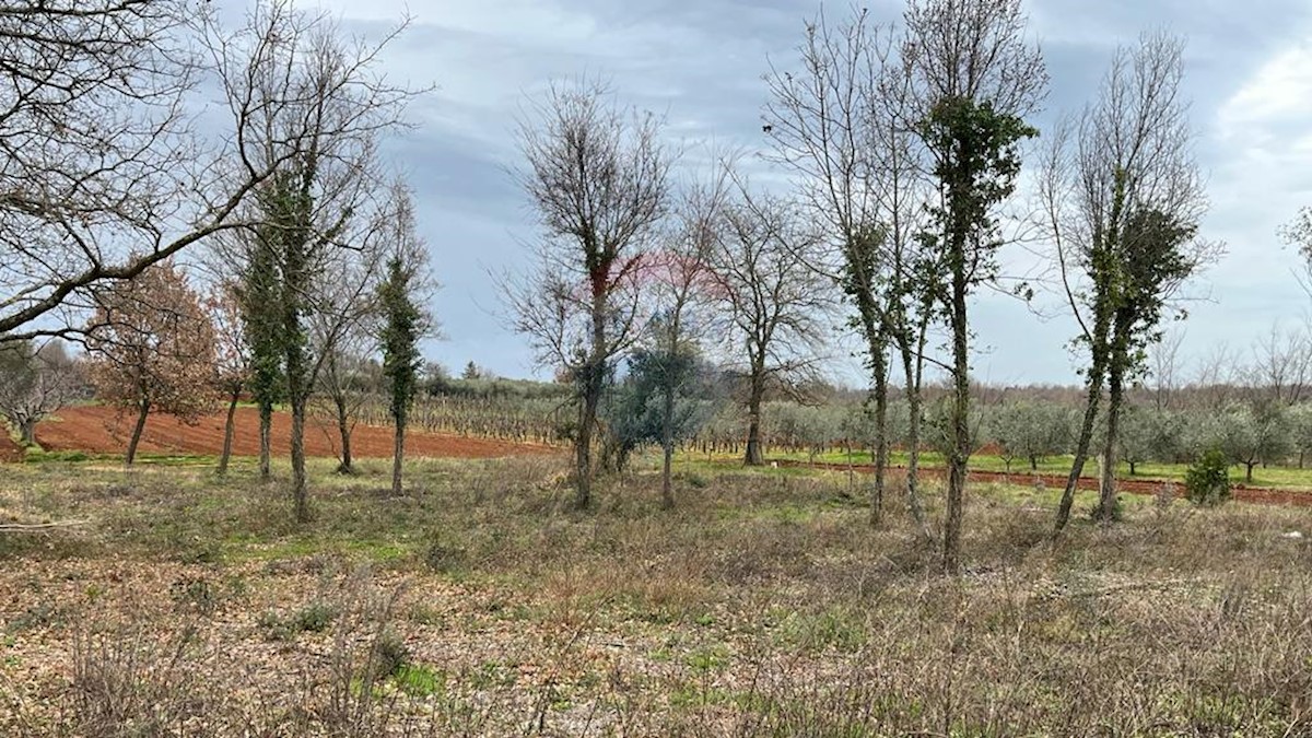 Land For sale - ISTARSKA TAR-VABRIGA