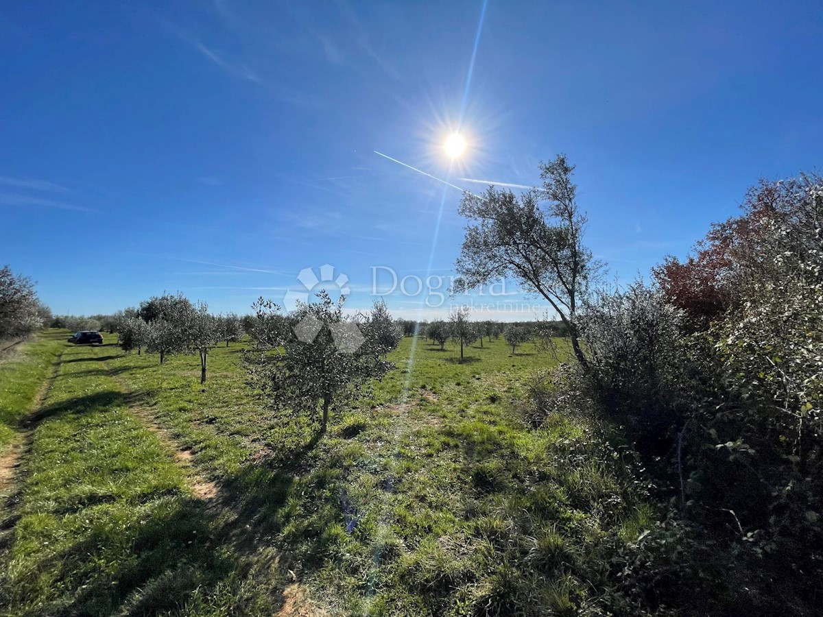 Grundstück Zu verkaufen - Istarska Tar-vabriga - foto 1/6