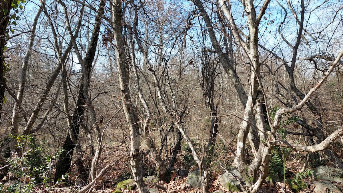 Land For sale - ISTARSKA POREČ