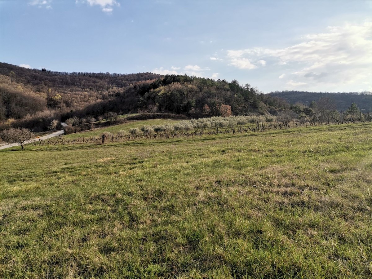 Pozemok Na predaj - ISTARSKA PAZIN