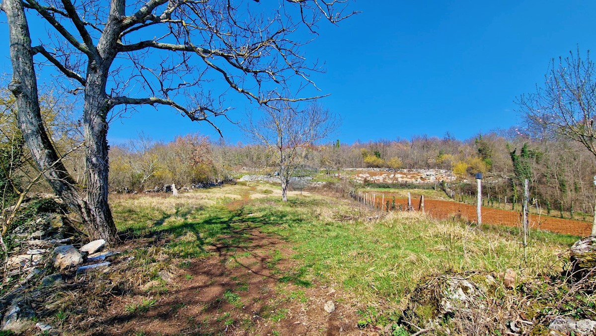 Land For sale - ISTARSKA GROŽNJAN