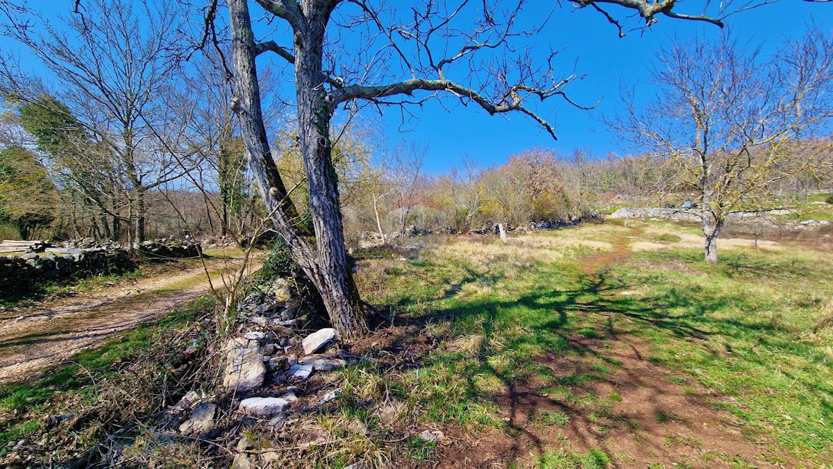 Land For sale - ISTARSKA GROŽNJAN