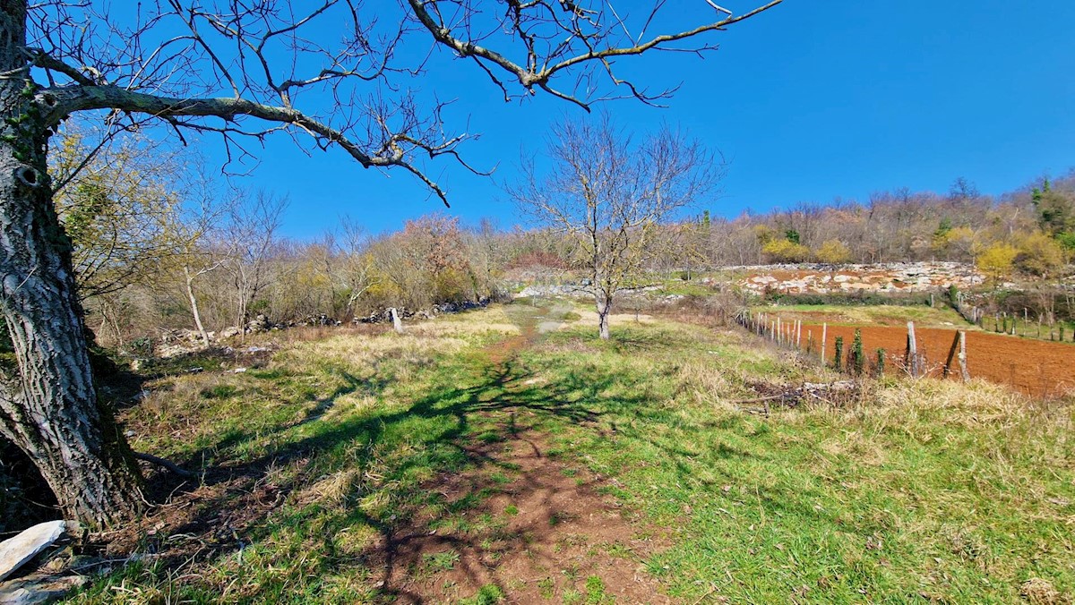 Land For sale - ISTARSKA GROŽNJAN