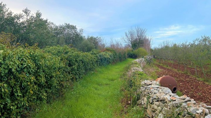 Zemljište na prodaju 6295 m² – Vodnjan