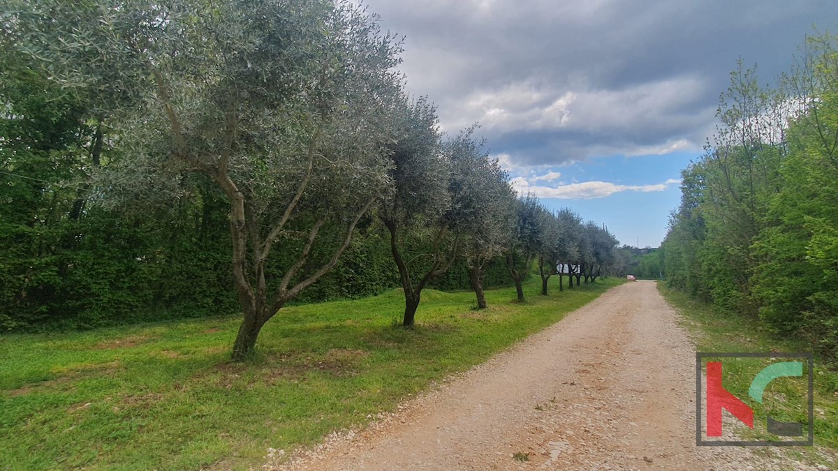 Pozemok Na predaj - ISTARSKA BARBAN