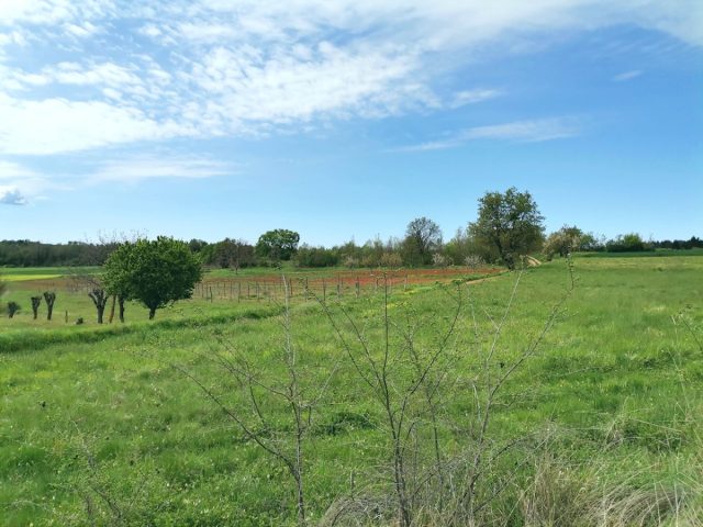 Terrain à vendre 3900 m² – Vižinada
