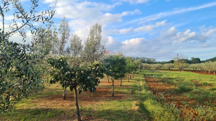 Zemljište na prodaju 2597 m² – Kaštelir