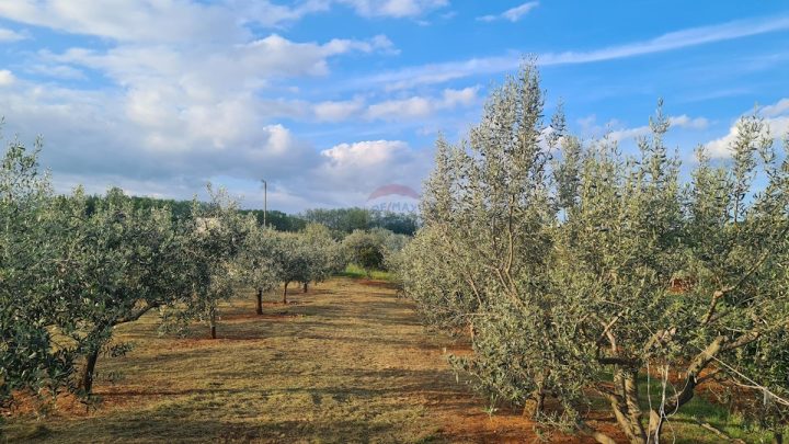 Parcela Naprodaj - Istarska Kaštelir - foto 2/5
