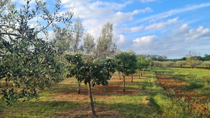 Parcela Naprodaj - Istarska Kaštelir - foto 4/5