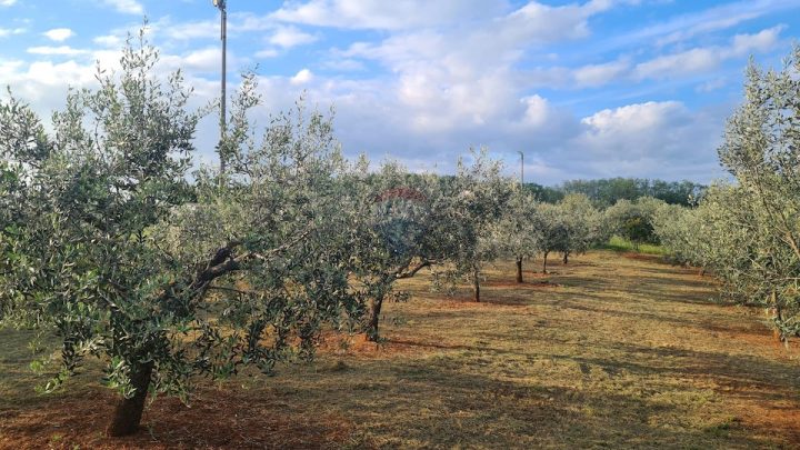 Parcela Naprodaj - Istarska Kaštelir - foto 5/5
