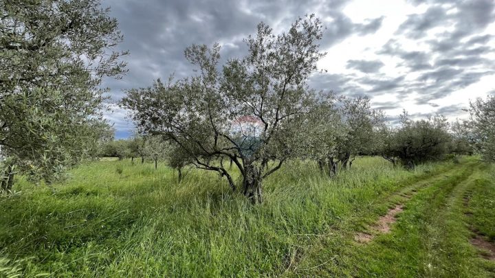 Terreno In vendita - Istarska Tar-vabriga - foto 3/3