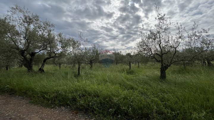 Parcela Naprodaj - Istarska Tar-vabriga - foto 4/4