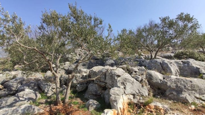 Terrain à vendre 4200 m² – Dograde