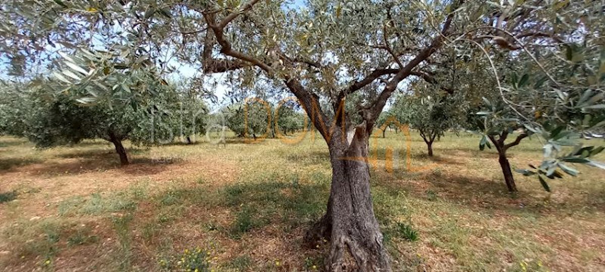 Land For sale - ISTARSKA VODNJAN
