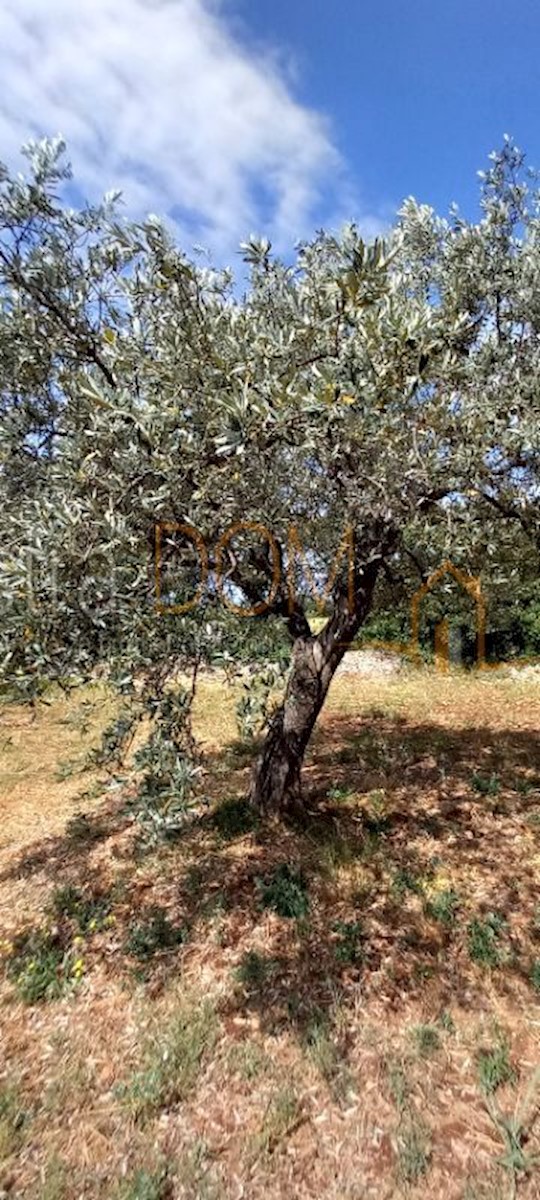 Land For sale - ISTARSKA VODNJAN