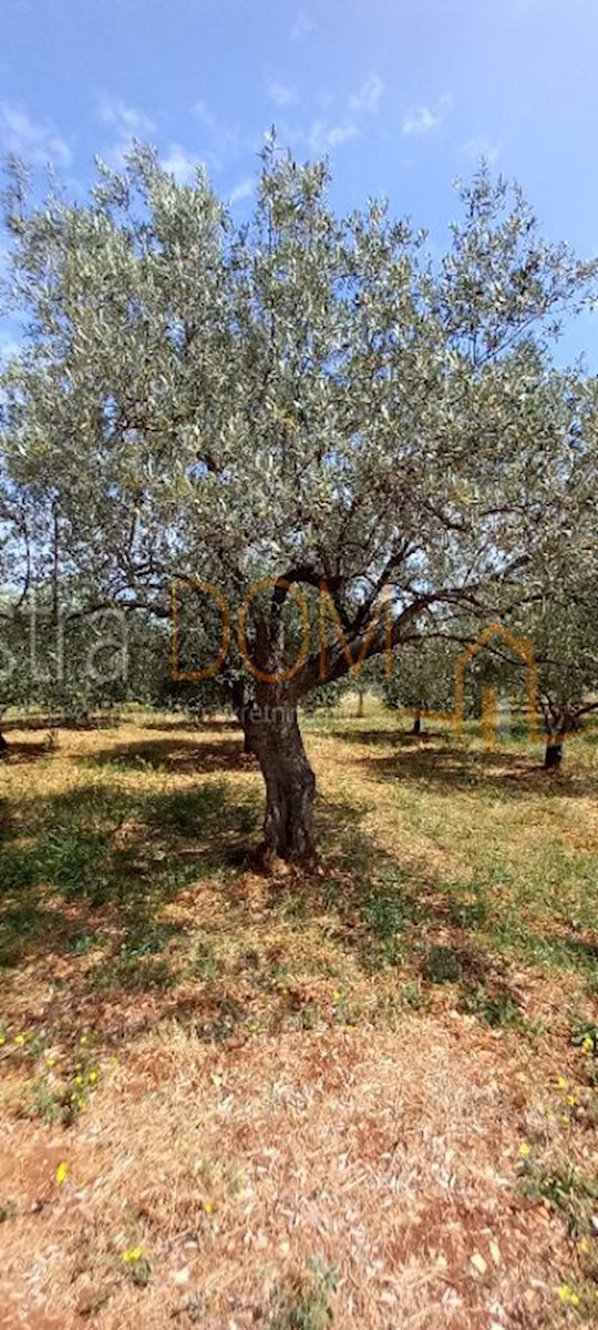 Land For sale - ISTARSKA VODNJAN