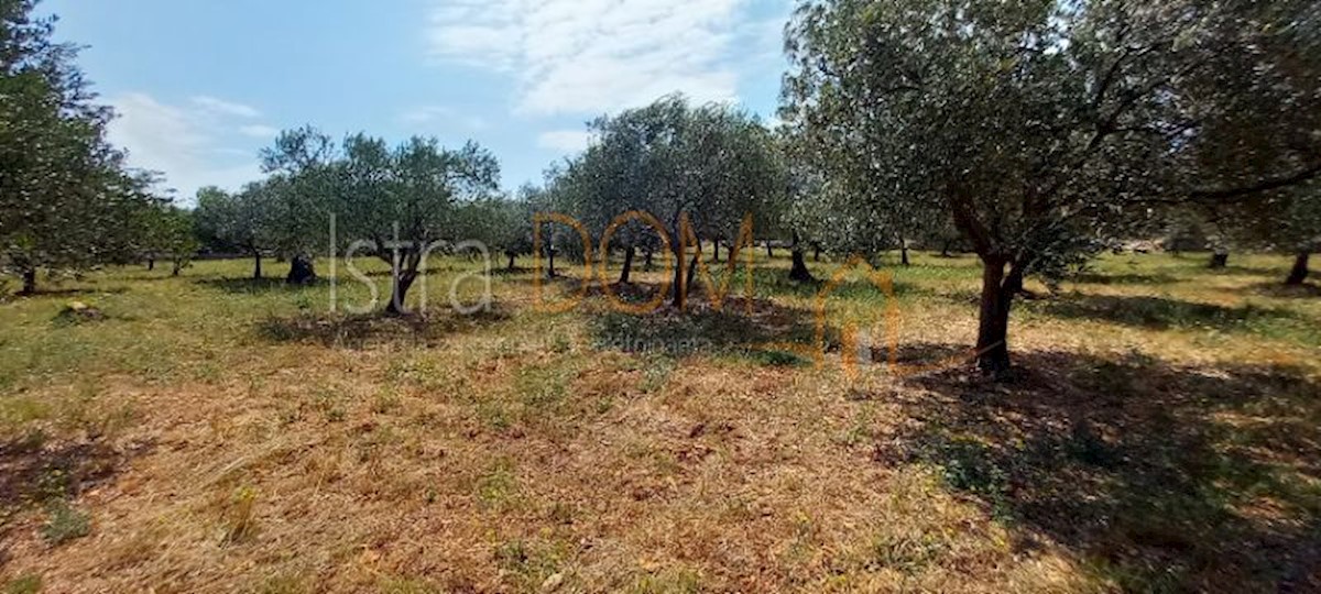 Land For sale - ISTARSKA VODNJAN