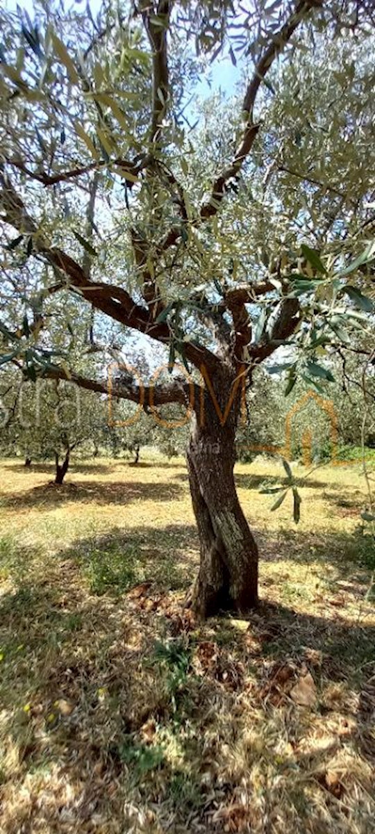 Land For sale - ISTARSKA VODNJAN