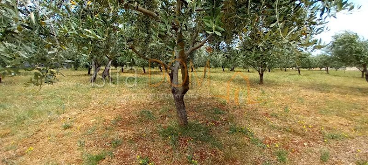 Land For sale - ISTARSKA VODNJAN