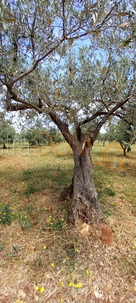 Land For sale - ISTARSKA VODNJAN