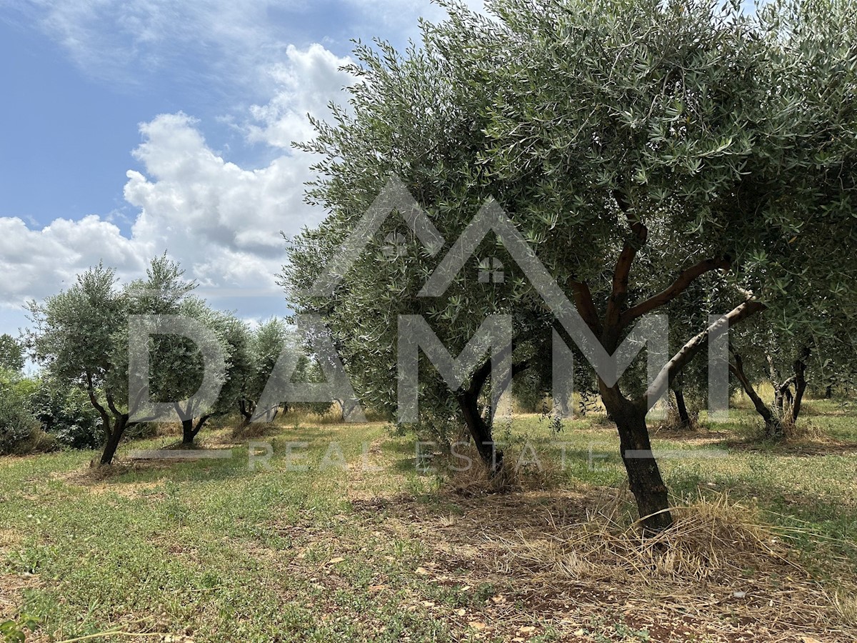 Land For sale - ISTARSKA VODNJAN