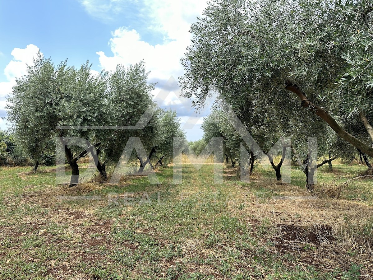 Land For sale - ISTARSKA VODNJAN