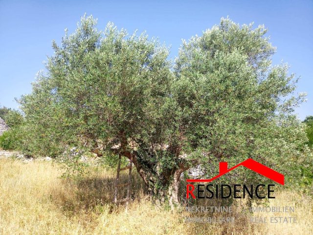 Zemljište na prodaju 3818 m² – Vodnjan